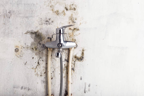 Best Kitchen Mold Remediation in Long Grove, IA